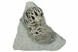 Fossil Crinoid (Cyathocrinites) Plate - Crawfordsville, Indiana #279643-1